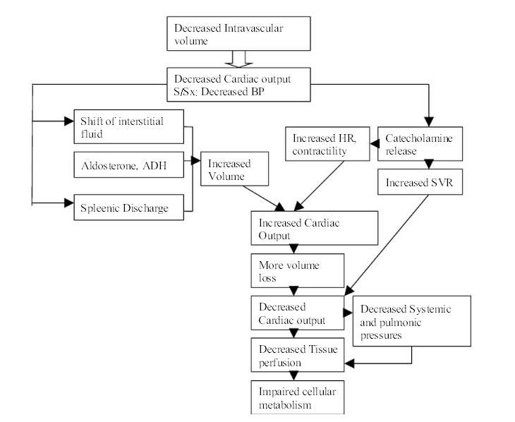 Hypovolemic Shock Pathophysiology