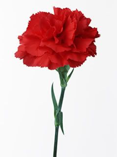 carnation red Pictures, Images and Photos