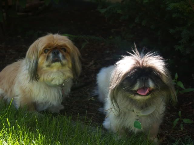 Our little girls