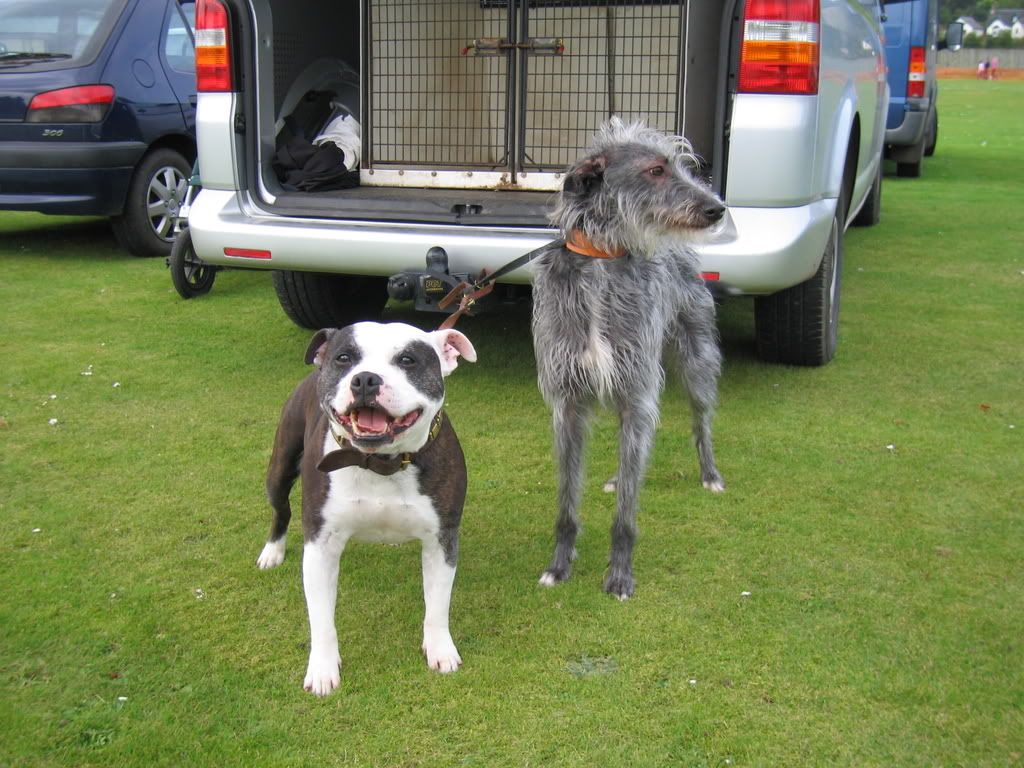 dogshow004.jpg