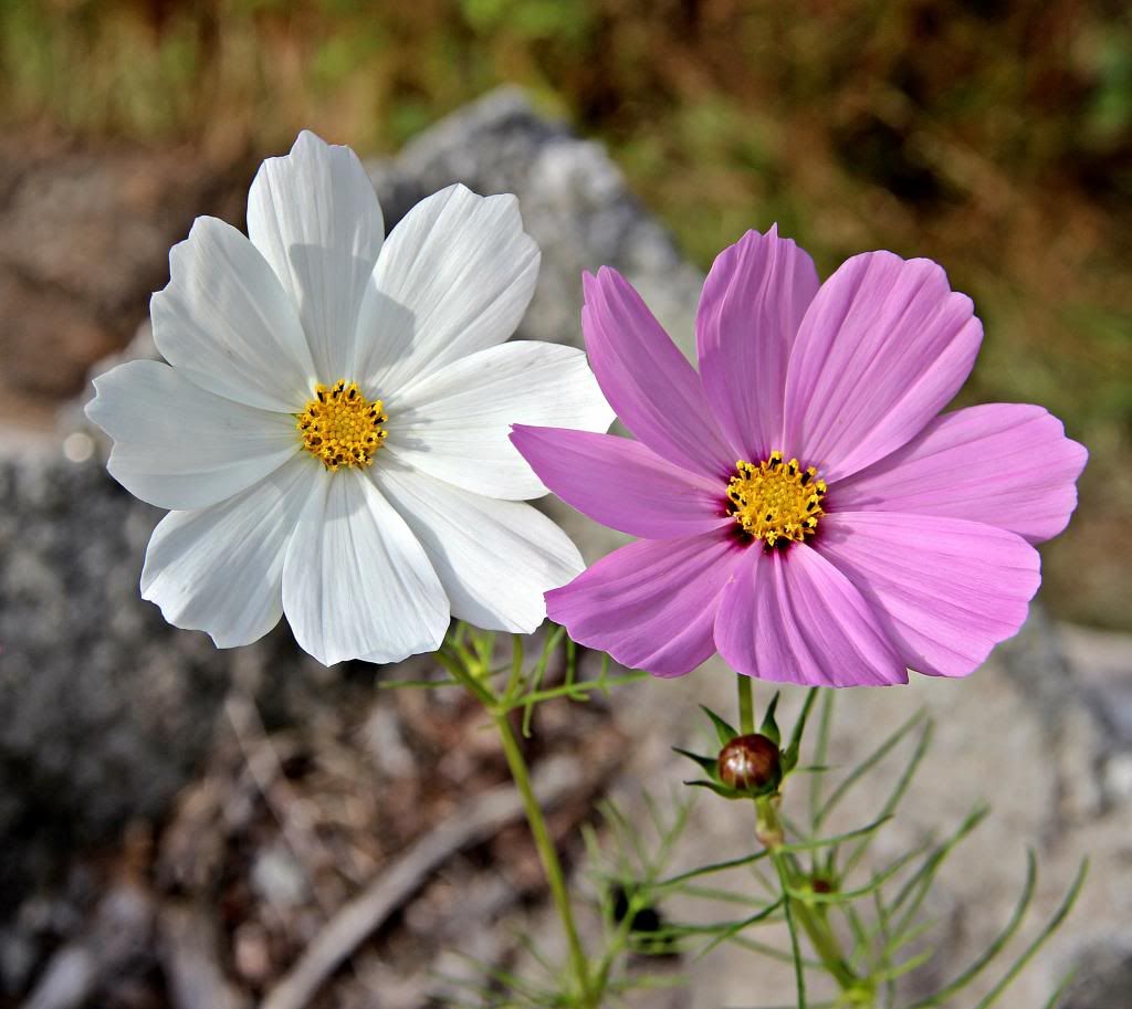 IMAGE: http://i214.photobucket.com/albums/cc140/Dar_Lyn_S/013-5.jpg