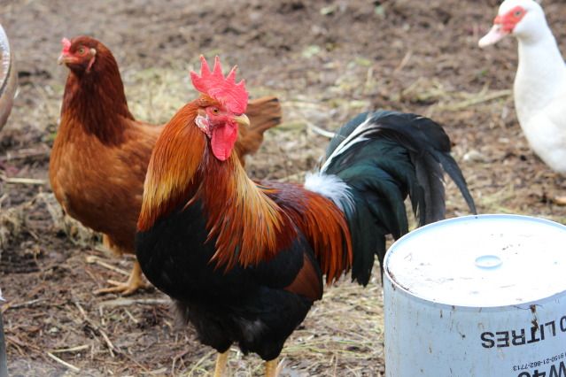 IMAGE: http://i214.photobucket.com/albums/cc140/Dar_Lyn_S/015-1.jpg