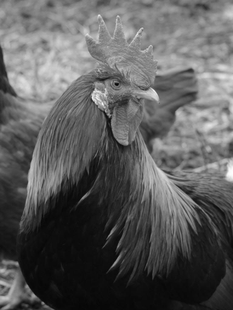 IMAGE: http://i214.photobucket.com/albums/cc140/Dar_Lyn_S/0152.jpg