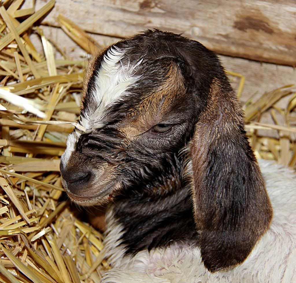 IMAGE: http://i214.photobucket.com/albums/cc140/Dar_Lyn_S/041-1.jpg