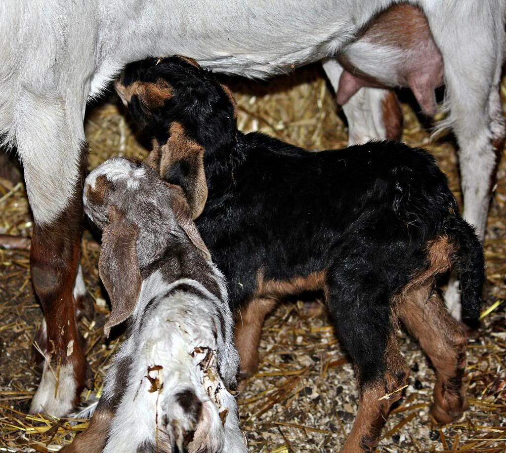 IMAGE: http://i214.photobucket.com/albums/cc140/Dar_Lyn_S/086-1.jpg