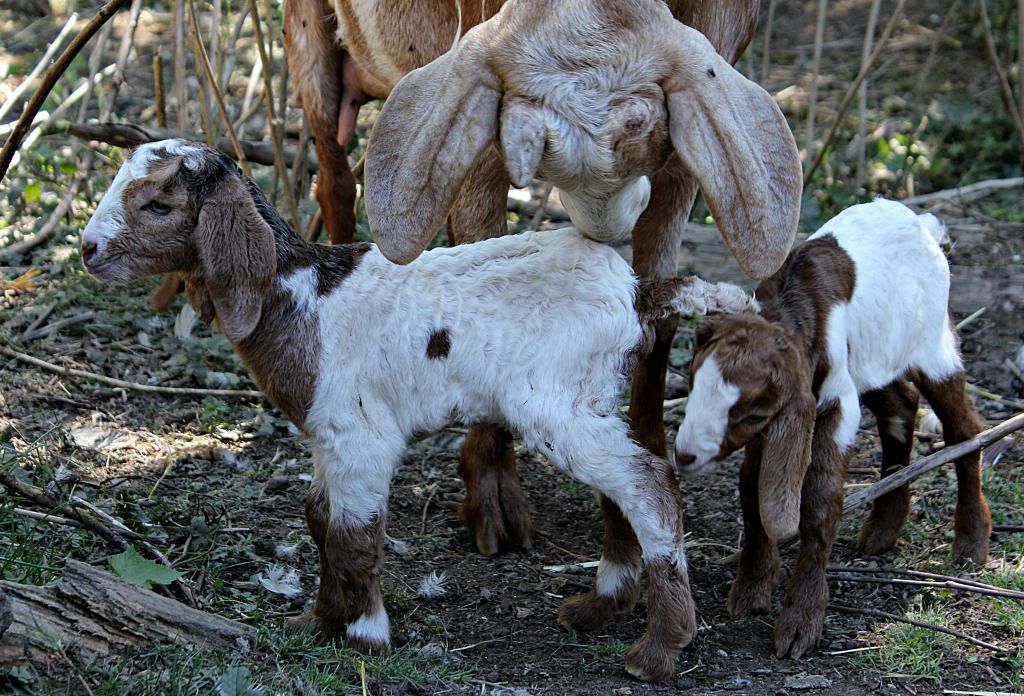 IMAGE: http://i214.photobucket.com/albums/cc140/Dar_Lyn_S/106.jpg