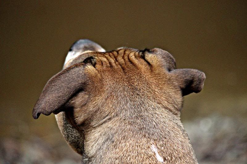 IMAGE: http://i214.photobucket.com/albums/cc140/Dar_Lyn_S/PEARL/138.jpg