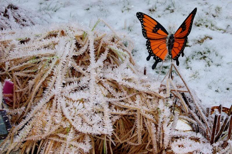 IMAGE: http://i214.photobucket.com/albums/cc140/Dar_Lyn_S/competition%20photos/014.jpg