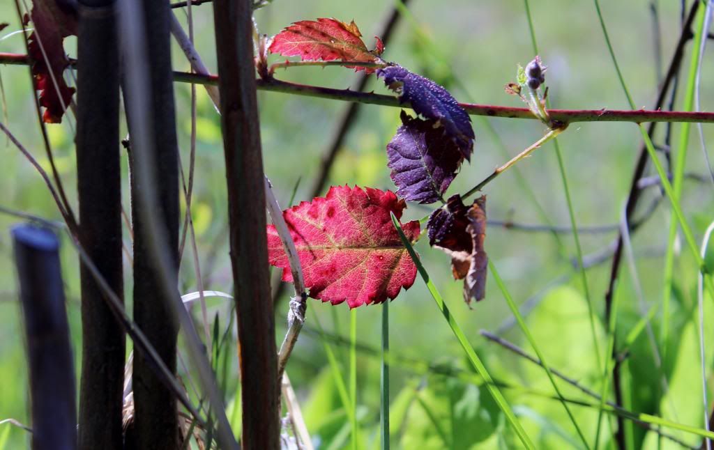 IMAGE: http://i214.photobucket.com/albums/cc140/Dar_Lyn_S/competition%20photos/033-1.jpg