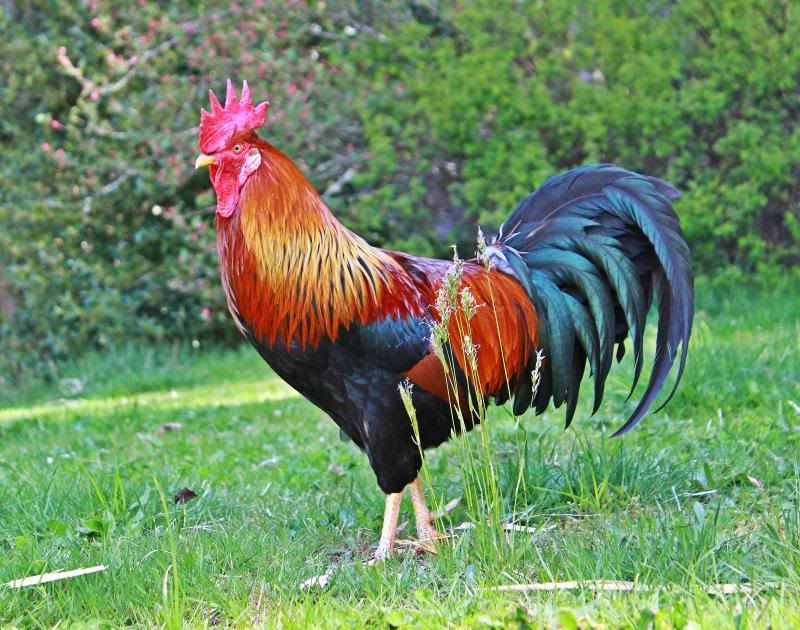 IMAGE: http://i214.photobucket.com/albums/cc140/Dar_Lyn_S/competition%20photos/046.jpg