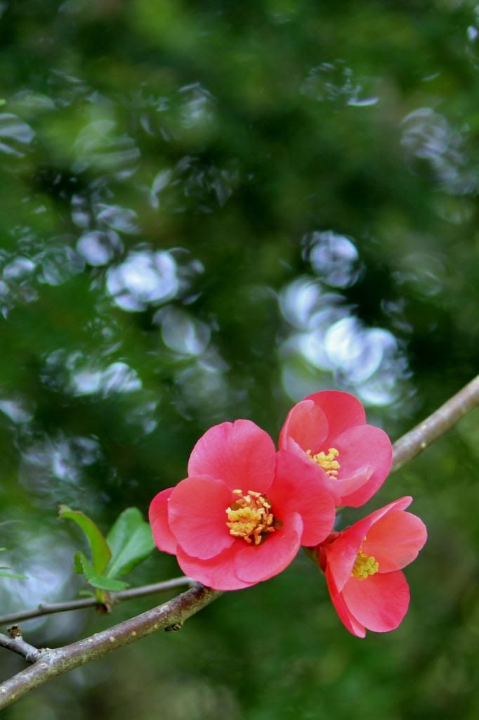 IMAGE: http://i214.photobucket.com/albums/cc140/Dar_Lyn_S/flowers/1002.jpg