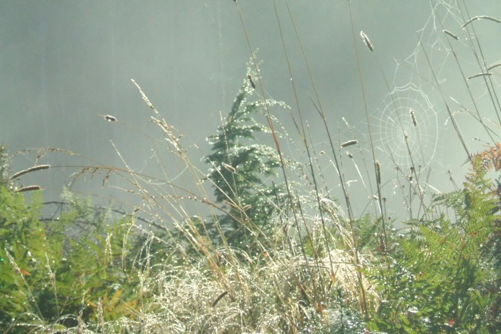 IMAGE: http://i214.photobucket.com/albums/cc140/Dar_Lyn_S/flowers/2010_1020Image0004.jpg