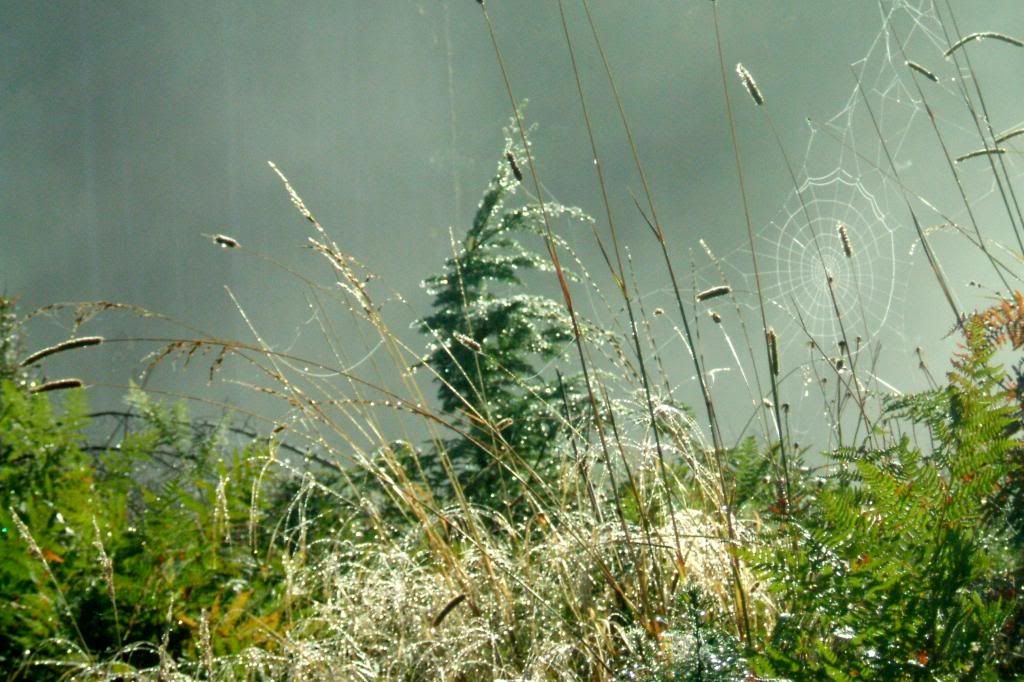 IMAGE: http://i214.photobucket.com/albums/cc140/Dar_Lyn_S/flowers/2010_1020Image00042.jpg