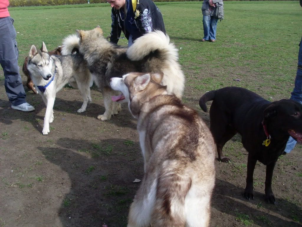 DogPark27311002.jpg