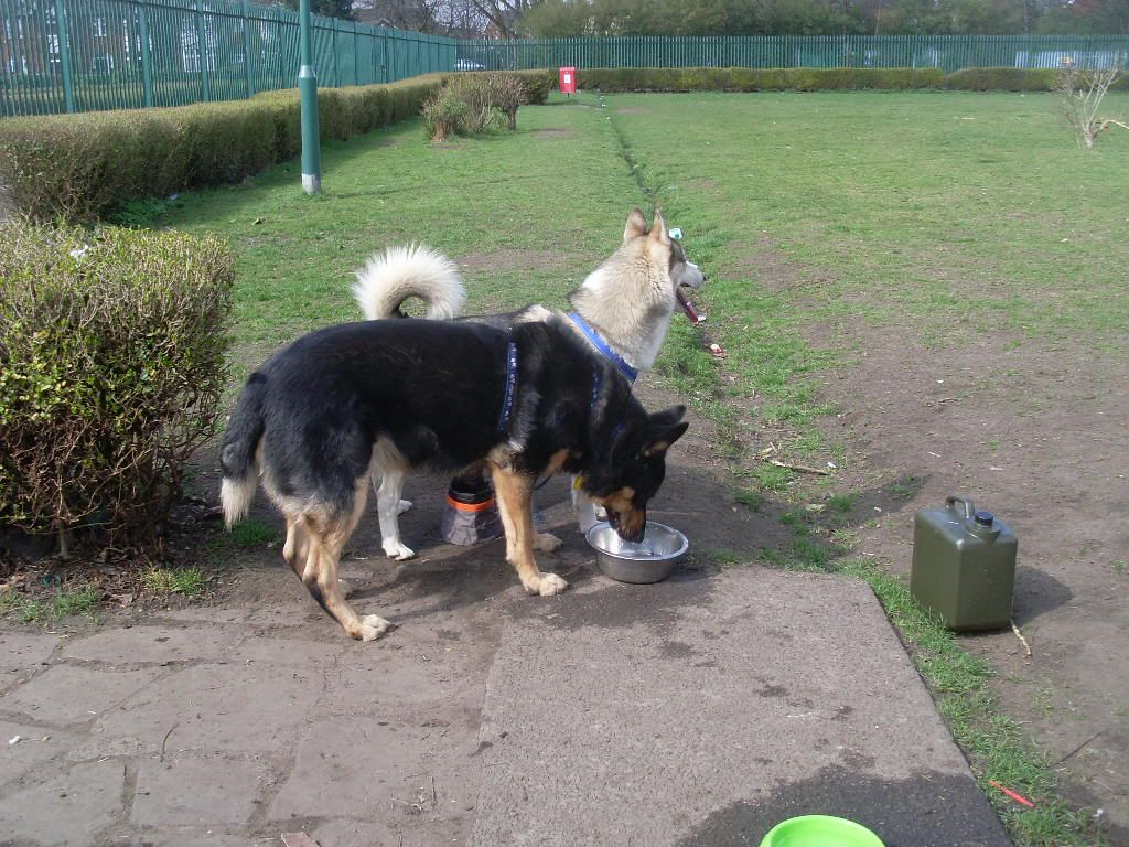 DogPark27311005.jpg