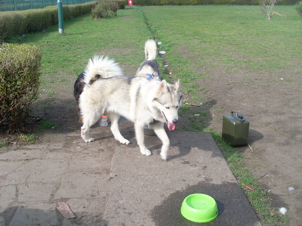 DogPark27311006.jpg