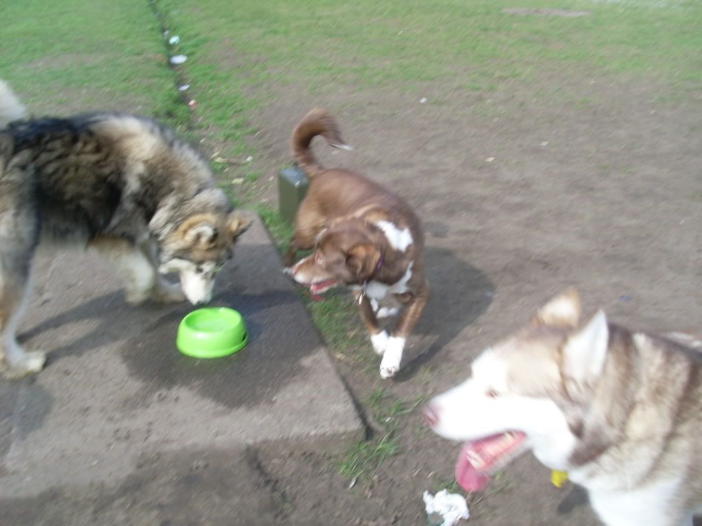 DogPark27311008.jpg