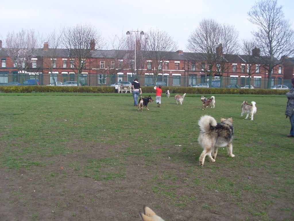 DogPark27311010.jpg