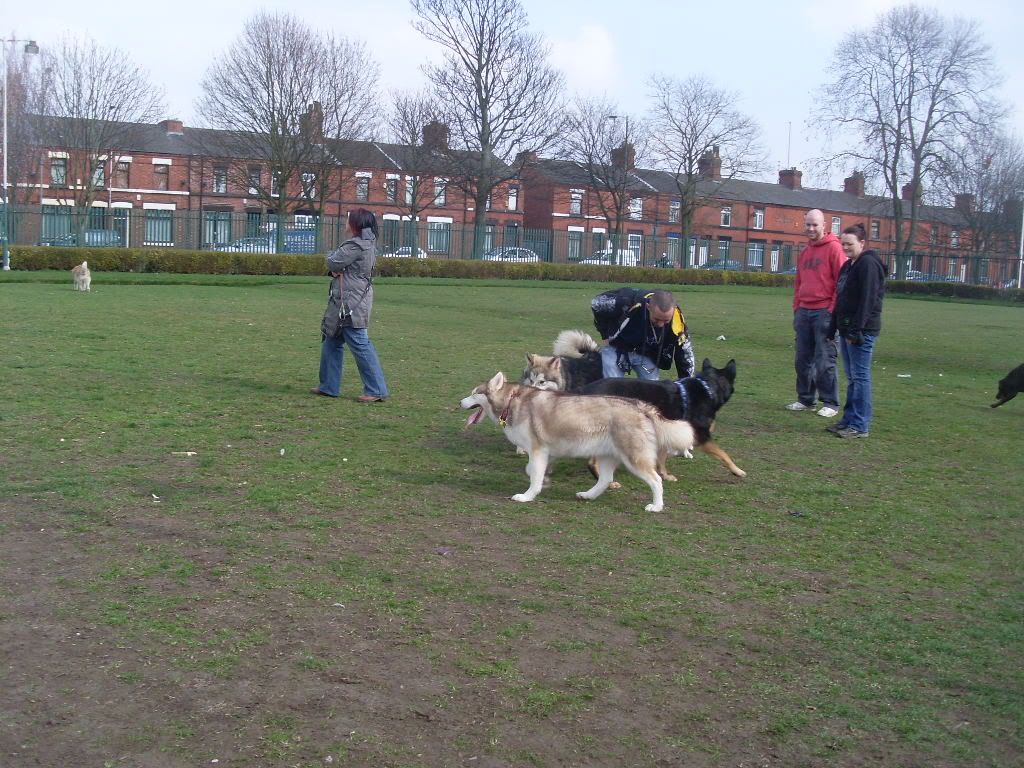 DogPark27311011.jpg