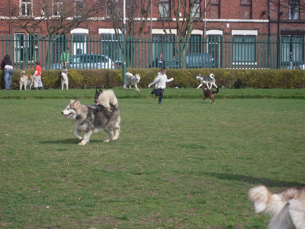 DogPark27311013.jpg