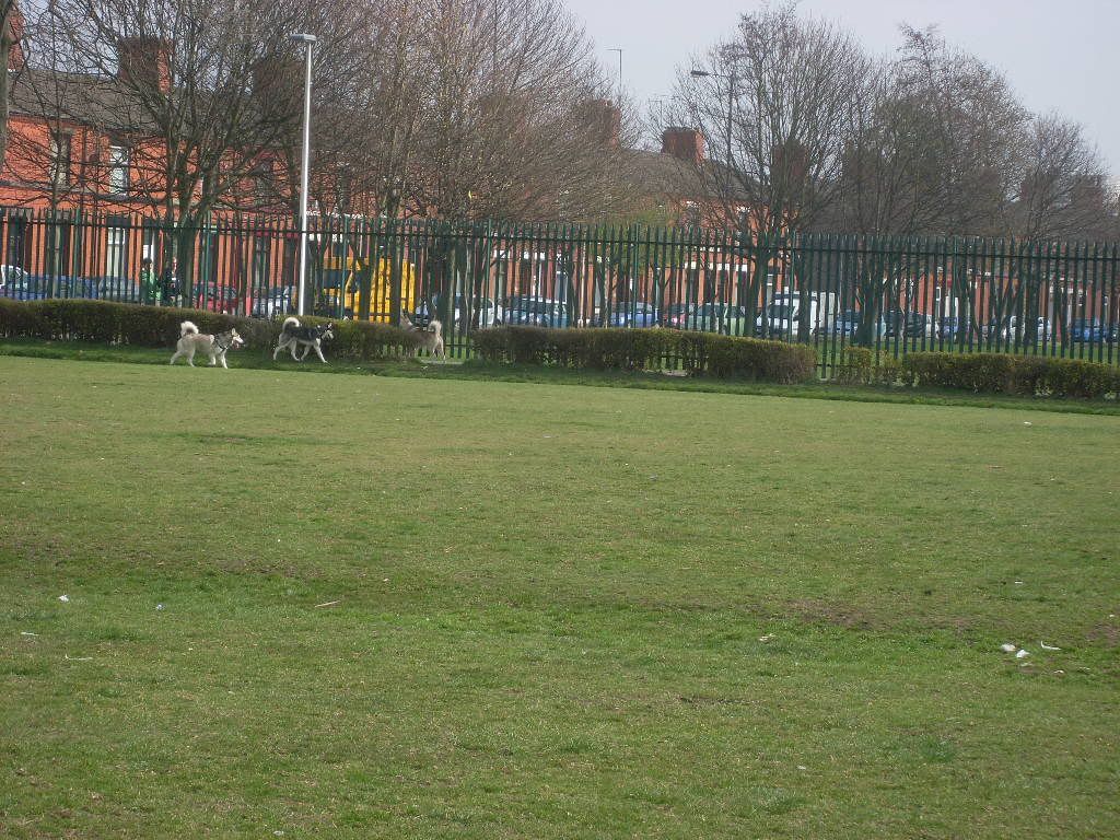 DogPark27311014.jpg