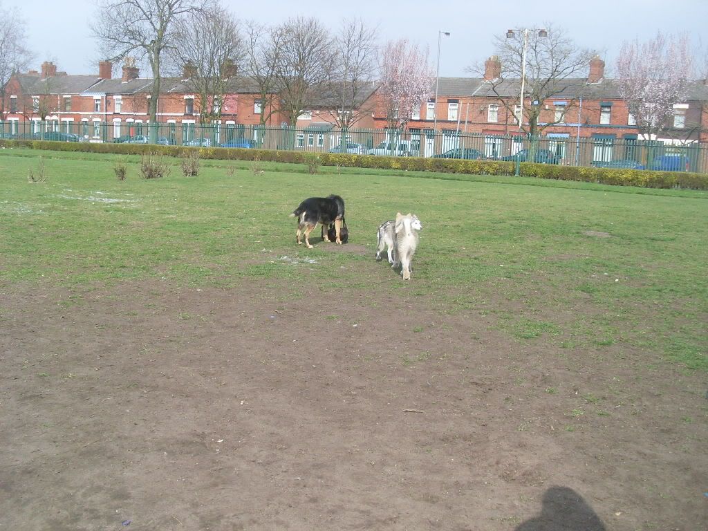 DogPark27311015.jpg