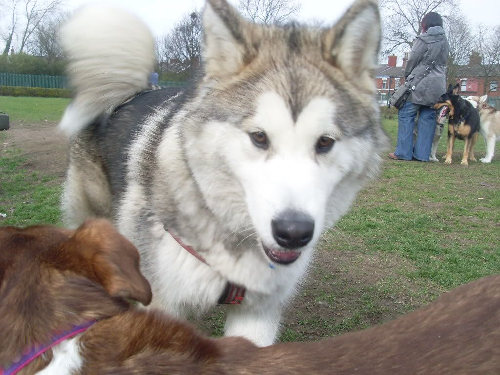 DogPark27311016.jpg