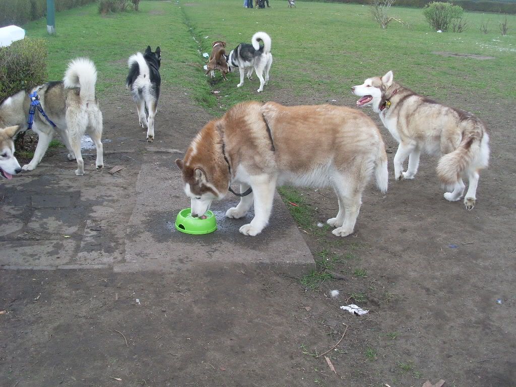 DogPark27311019.jpg