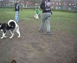 th_DogPark27311023.jpg