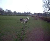 th_DogPark27311024.jpg