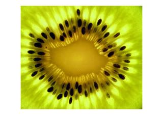 kiwi1copy.jpg