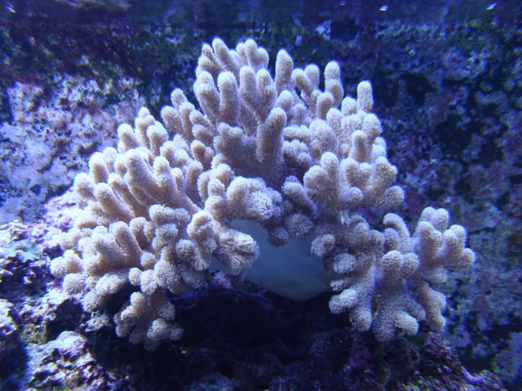 Large soft corals for sale Reef Central Online Community