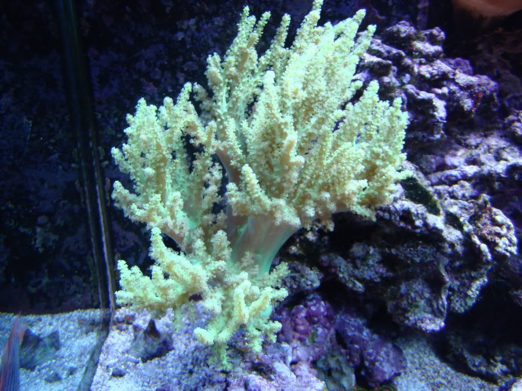 Large soft corals for sale Reef Central Online Community