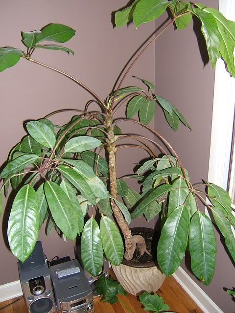 Identifying House Plants Pictures. indoor house plants.