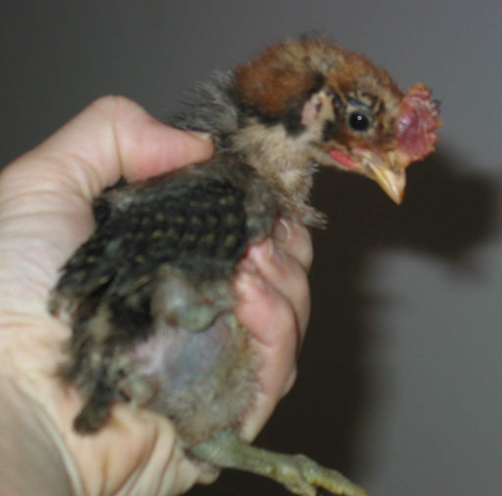 Is it normal for baby chicks to have combs? BackYard Chickens Learn
