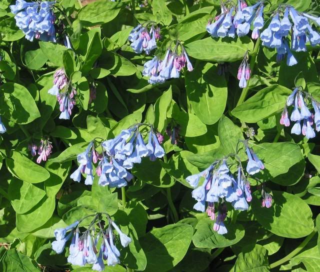 gardens007.jpg