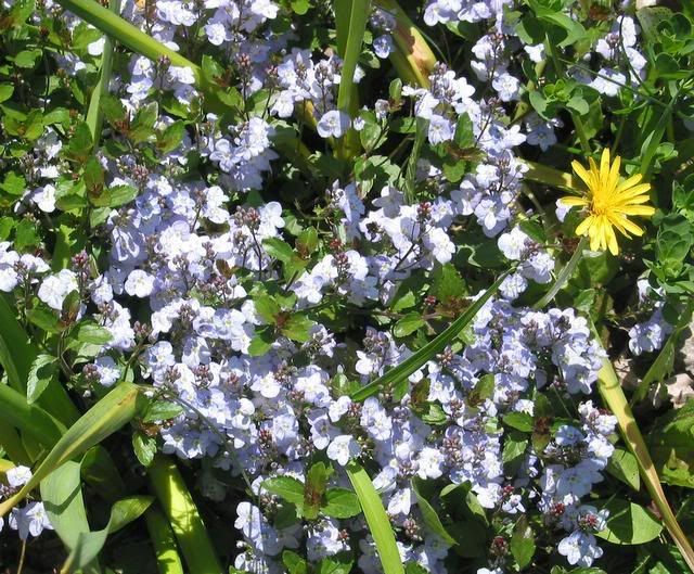 gardens020.jpg