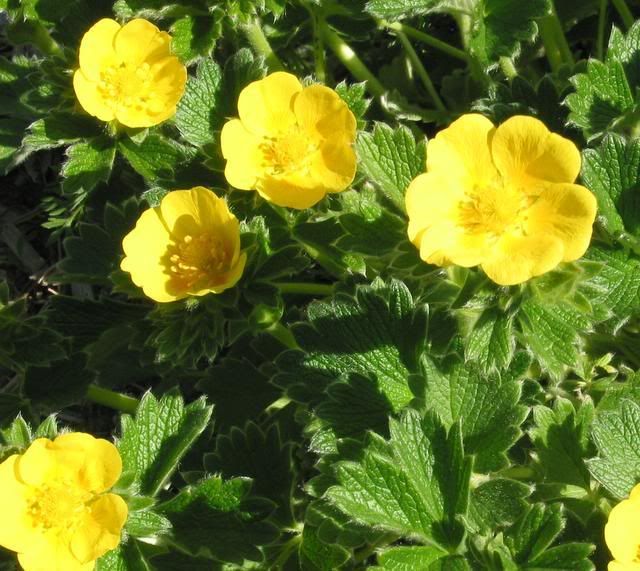 gardens036.jpg
