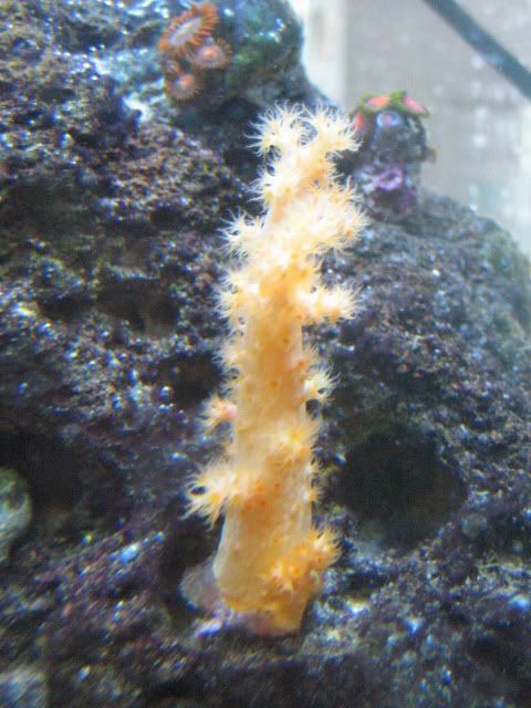 Corals006.jpg