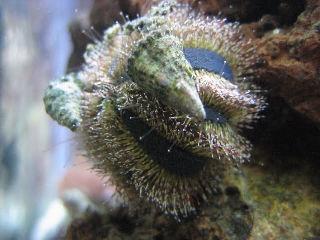 Corals12004.jpg