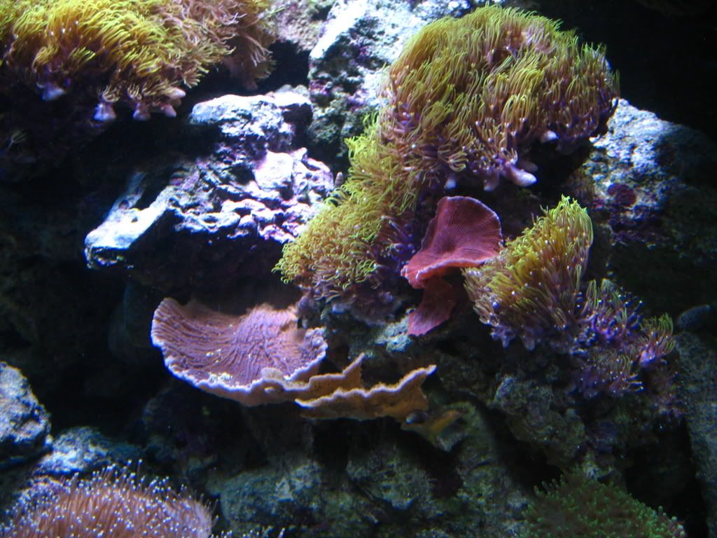coral012.jpg