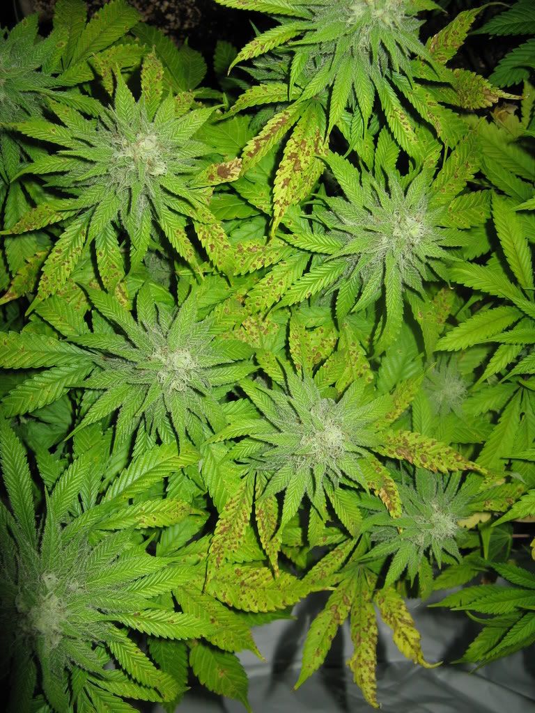 Cannabis Mg Deficiency