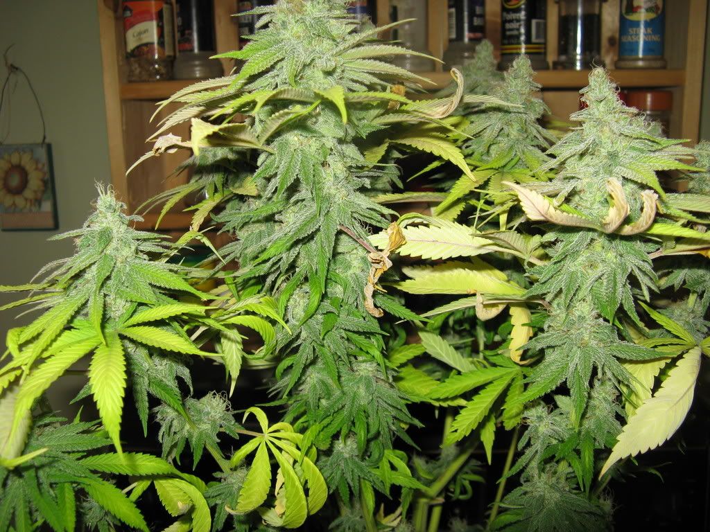 7weeksflowering001.jpg