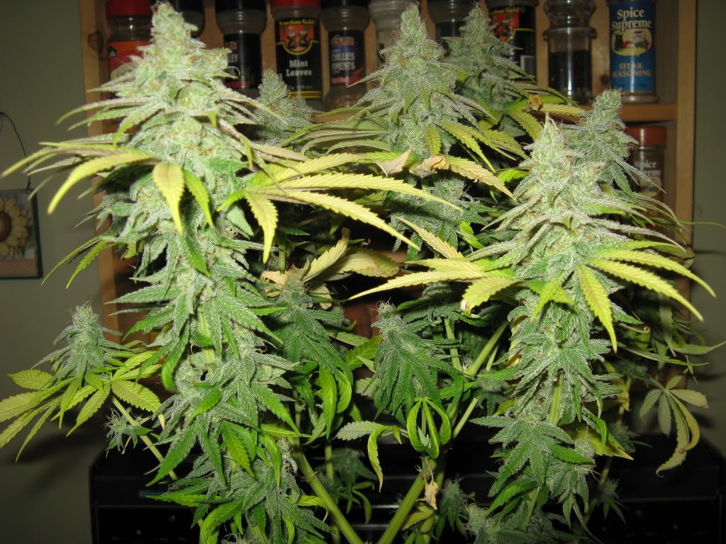 7weeksflowering002.jpg