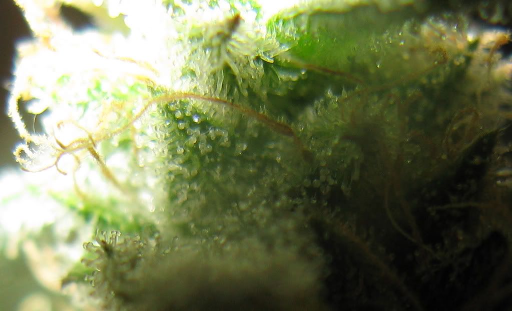 7weeksflowering003.jpg