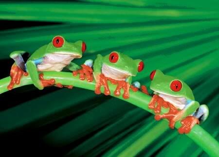 frogs Pictures, Images and Photos