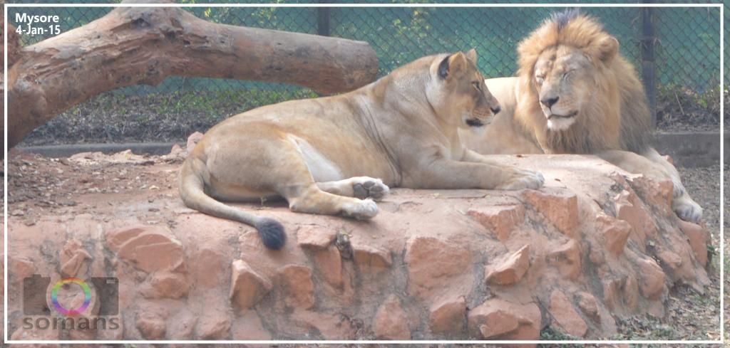 Lion - Simham and Simhi photo 

de5_zpsb0b91c93.jpg