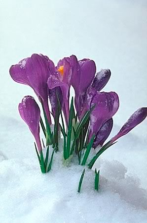 Crocus in the Snow Pictures, Images and Photos