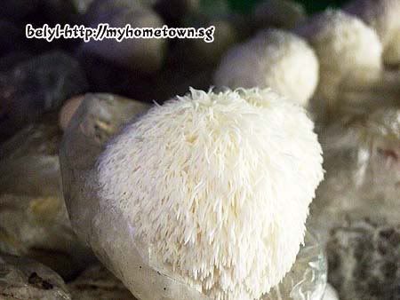 Monkey Head Mushrooms