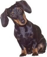 dachshunds.jpg my princess image by jenchico